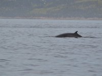 Excursion Baleines à Tadoussac (27 Mai 2017)